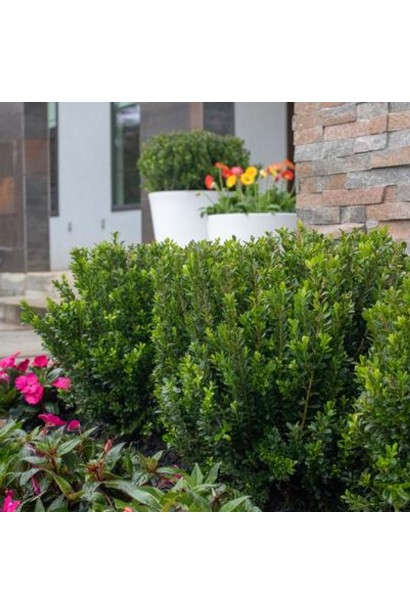 Бруслина Зелений Шпиль